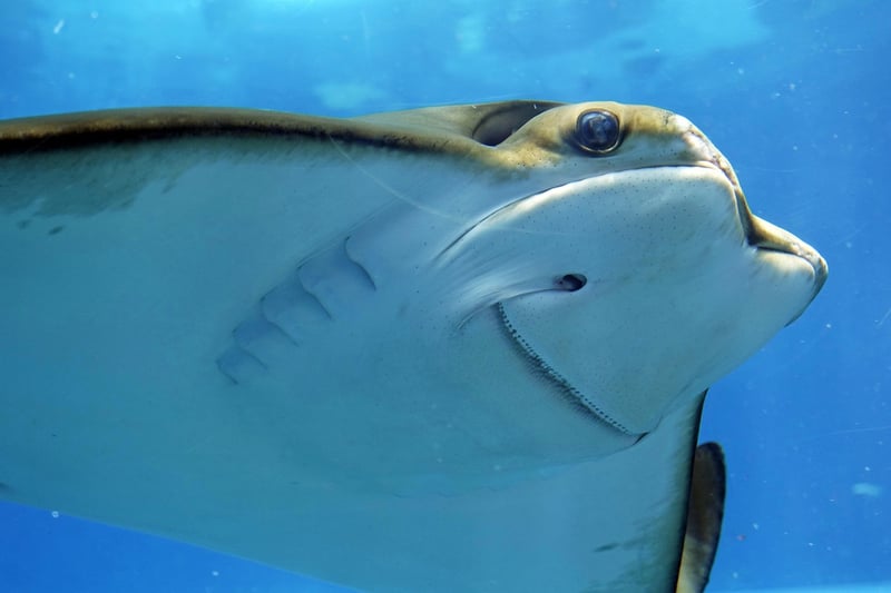 Underwater Diving